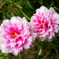 100 Mixed Colors PORTULACA MOSS ROSE Grandiflora Flower Seeds