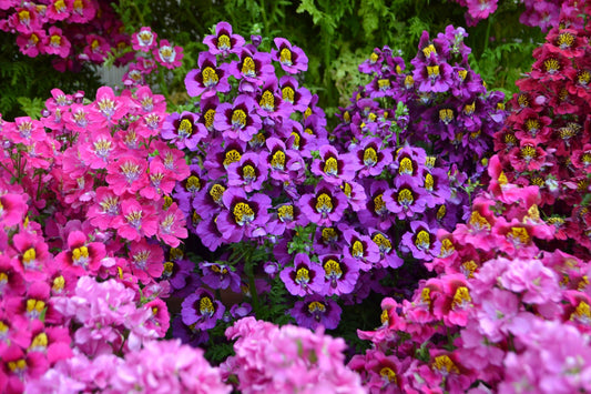 200 Mixed Colors BUTTERFLY ORCHID (Poor Mans Orchid / Angel Wings) Schizanthus Wisetonensis Flower Seeds