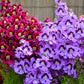 200 Mixed Colors BUTTERFLY ORCHID (Poor Mans Orchid / Angel Wings) Schizanthus Wisetonensis Flower Seeds