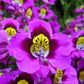 200 Mixed Colors BUTTERFLY ORCHID (Poor Mans Orchid / Angel Wings) Schizanthus Wisetonensis Flower Seeds