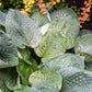 10 HOSTA ELEGANS Shade Lover Flower Seeds