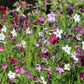 100 Heirloom MIXED COLORS NICOTIANA (Ornamental Flowering Tobacco) Nicotiana Alata Flower Seeds