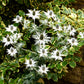 10 Giant SILVER SEA HOLLY Eryngium Giganteum Miss Willmott's Ghost Flower Seeds