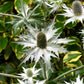 10 Giant SILVER SEA HOLLY Eryngium Giganteum Miss Willmott's Ghost Flower Seeds
