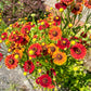 100 HELENIUM ' AUTUMN LEAVES ' Mix Helenium Autumnale Sneezeweed Mixed Colors Flower Seeds