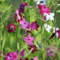 100 Heirloom MIXED COLORS NICOTIANA (Ornamental Flowering Tobacco) Nicotiana Alata Flower Seeds