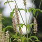500 GIANT YELLOW HYSSOP Agastache Nepetoides Herb Flower Seeds