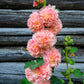 50 Dwarf Double HOLLYHOCK MAJORETTE MIX Alcea Rosea Red Pink White Maroon Yellow Mixed Color Flower Seeds