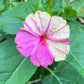 75 MIXED FOUR O CLOCK aka Marvel of Peru Mirabilis Jalapa Flower Seeds