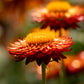 100 ORANGE DOUBLE STRAWFLOWER Xerochrysum Bracteatum Helichrysum Monstrosum Flower Seeds