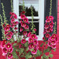 25 DARK RED HOLLYHOCK Alcea Rosea Flower Seeds Perennial
