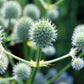 200 RATTLESNAKE MASTER / Button Snakeroot  Eryngium Yuccifolium Flower Seeds