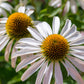 50 WHITE CONEFLOWER Echinacea Purpurea Flower Seeds
