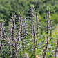 50 MOTHERWORT (Lions Tail / Heartwort) Leonurus Cardiaca Herb Flower Seeds