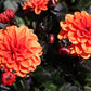 20 Dwarf Mixed Colors REDSKIN DAHLIA Variabilis Red Skin Mix Bicolor Flower Seeds