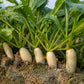 1250 WHITE ICICLE RADISH Raphanus Sativus Vegetable Seeds