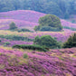 100 Scotch TRUE HEATHER Shrub Scot's Purple Pink Flower Calluna Vulgaris Seeds