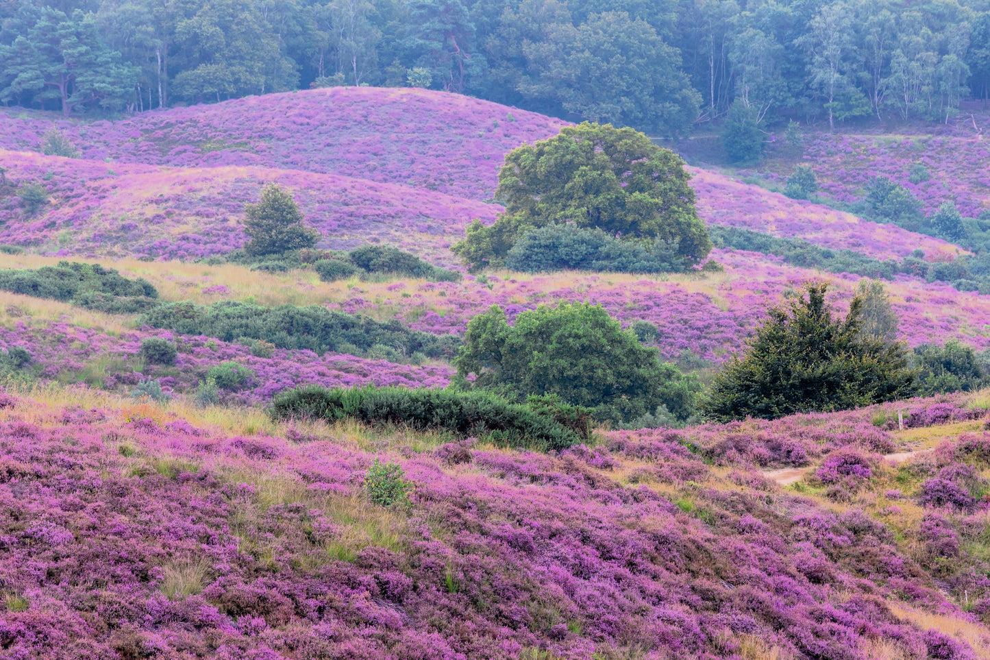 100 Scotch TRUE HEATHER Shrub Scot's Purple Pink Flower Calluna Vulgaris Seeds