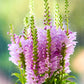 50 PINK Showy OBEDIENT PLANT (False Dragon Head) Physostegia Virginiana Flower Seeds