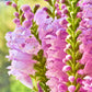 50 PINK Showy OBEDIENT PLANT (False Dragon Head) Physostegia Virginiana Flower Seeds
