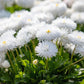 500 Dwarf WHITE ENGLISH DAISY Bellis Perennis Flower Seeds