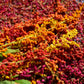 100 Organic BRILLIANT RAINBOW QUINOA Mix Mixed Colors Chenopodium Grain Greens Vegetable Seeds
