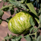 50 GREEN ZEBRA TOMATO Striped Lycopersicon Fruit Vegetable Seeds
