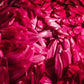 250 Double RED CHINA ASTER Callistephus Chinensis Flower Seeds