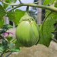 50 Green AO DAIMARU EGGPLANT Solanum Melongena Japanese Asian Aubergine Fruit Vegetable Seeds