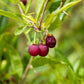 5 CHERRY PRINSEPIA Chinese Sinensis Edible Red Fruit Tree Shrub Flower Seeds