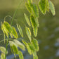 100 RIVER OATS (Northern Sea Oats / Inland Oats) Ornamental Uniola Latifolia Grass Seeds