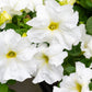 25 WHITE PETUNIA Grandiflora Flower Seeds