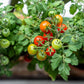 30 Dwarf Cherry TOMATO TINY TIM Solanum Lycoperscium Red Fruit Seeds
