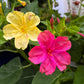 75 MIXED FOUR O CLOCK aka Marvel of Peru Mirabilis Jalapa Flower Seeds