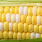 60 BICOLOR CORN DELECTABLE Yellow & White Zea Mays Vegetable Seeds