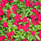 100 DWARF Little MIX PERIWINKLE / Vinca Rosea Flower Seeds