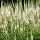 1000 CULVERS ROOT (Black Root) Veronicastrum Virginicum Flower Seeds