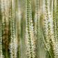 1000 CULVERS ROOT (Black Root) Veronicastrum Virginicum Flower Seeds