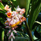 5 KAT GINGER Pink & Yellow Shell Alpinia Katsumadai Hayata Flower Herb Seeds