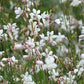 100 White GAURA WHIRLING BUTTERFLIES Gaura Lindheimeri Flower Seeds