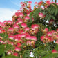 25 MIMOSA / Persian SILK TREE Albizia Julibrissin Seeds