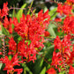 10 RED LUCIFER CROCOSMIA Crocosmia Masoniorum Flower Seeds