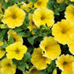 250 MIXED COLORS PETUNIA Flower Seeds