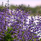 50 BLUE WILD INDIGO (False Indigo) Baptisia Australis Flower Seeds