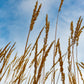 250 Ornamental INDIAN GRASS Sorghastrum Nutans Native Indiangrass Seeds