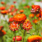 100 ORANGE DOUBLE STRAWFLOWER Xerochrysum Bracteatum Helichrysum Monstrosum Flower Seeds