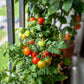 500 BULK Dwarf Cherry TOMATO TINY TIM Solanum Lycoperscium Red Fruit Seeds