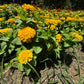 250 Yellow CANARY BIRD ZINNIA Elegans Flower Seeds