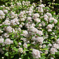 20 NEW JERSEY TEA Hummingbird Flower Ceanothus Americanus White Light Pink Shrub Seeds