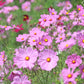 300 DWARF PINK COSMOS Cosmos Bipinnatus Flower Seeds